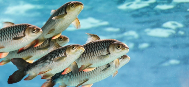 Grupo de peces nadando en un entorno acuático, relacionado con la presencia de amonio en sistemas acuáticos